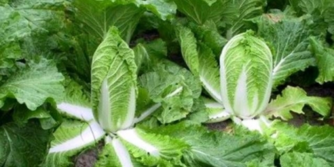 Kako i kada saditi pekinški kupus za sadnice